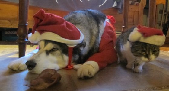GOD JUL