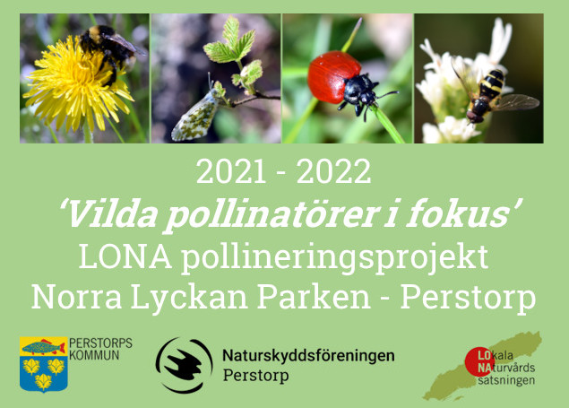 Introduktionsbild 'Vilda pollinatörer i fokus'