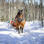 Häst i snö