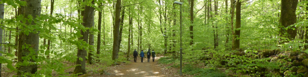 Fågelvandring i Uggleskogen