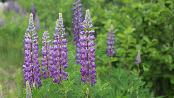 Blomsterlupin. Foto: Fältbiologerna